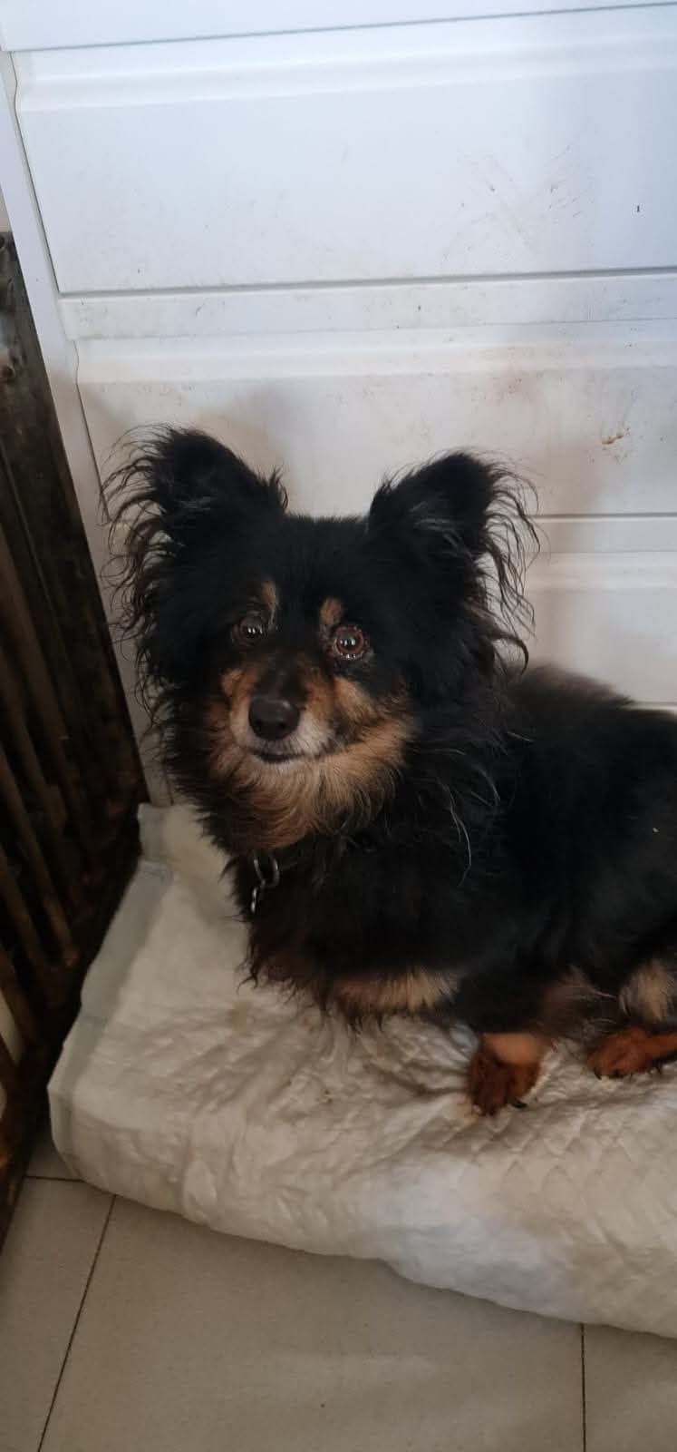 IMG-20250823-WA0003 Paddy