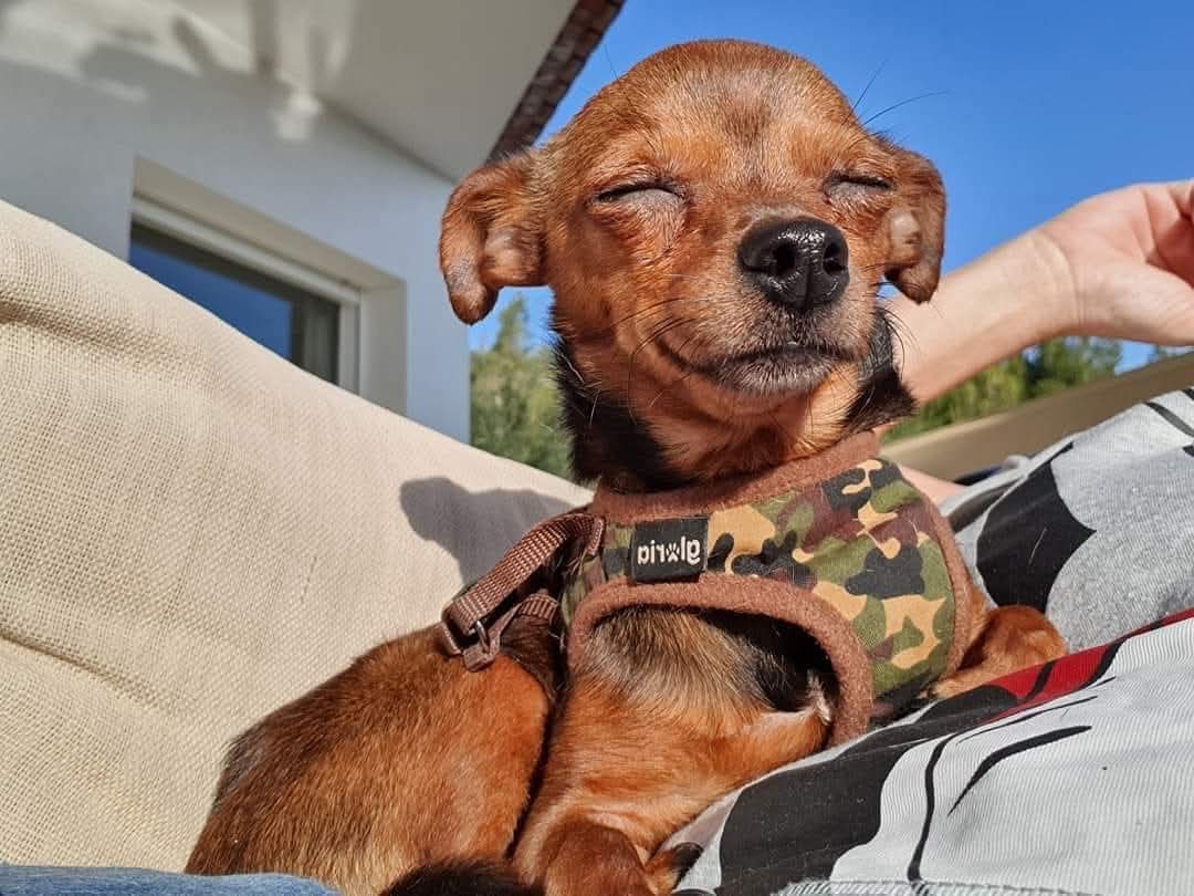 IMG-20250823-WA0012 Schoggi