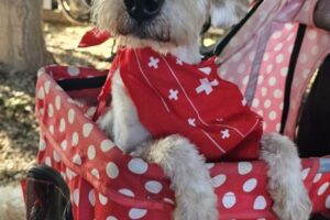 IMG-20250823-WA0019 IMG-20250823-WA0019