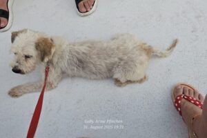 IMG-20250906-WA0005 IMG-20250906-WA0005