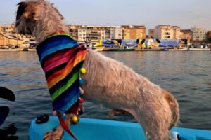 IMG-20250906-WA0007 IMG-20250906-WA0007