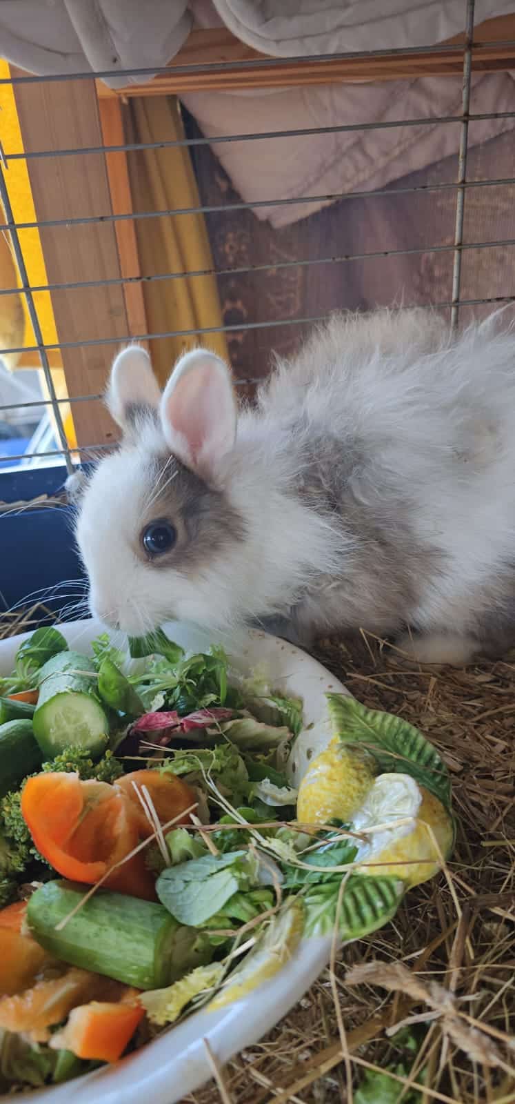 IMG-20250906-WA0016 5 Kanienchen