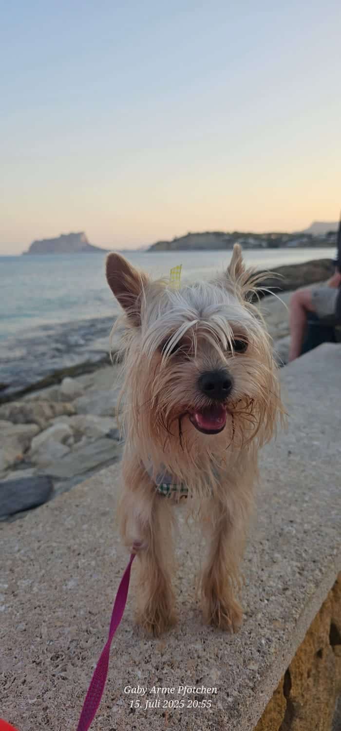 WhatsApp Bild 2025-09-06 um 16.15.17_486a33f9 Yogi