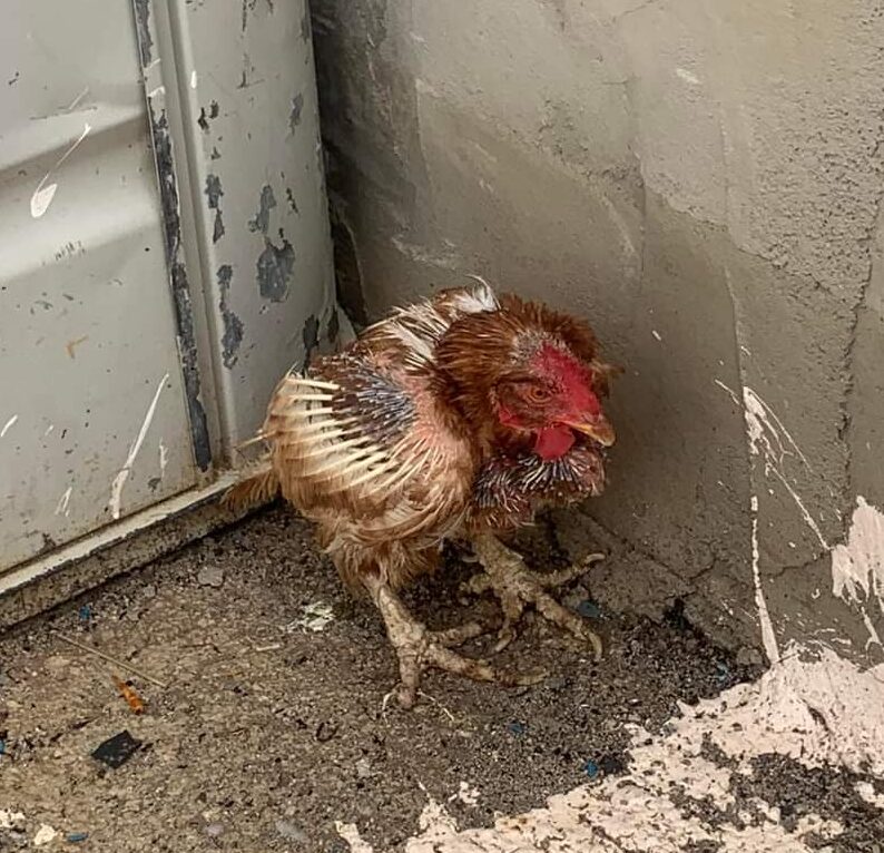 Huhn Basurita