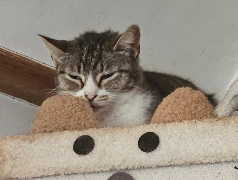 Kolonie Katze Nr. 1