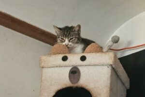 IMG-20260413-WA0002